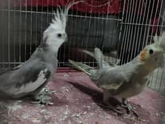 cockatiel pair in good condition beautiful