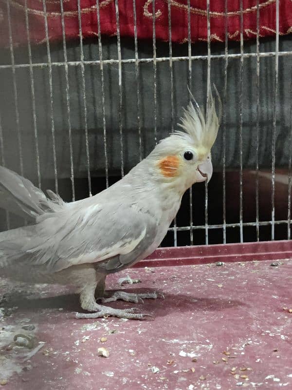 cockatiel pair in good condition beautiful 1