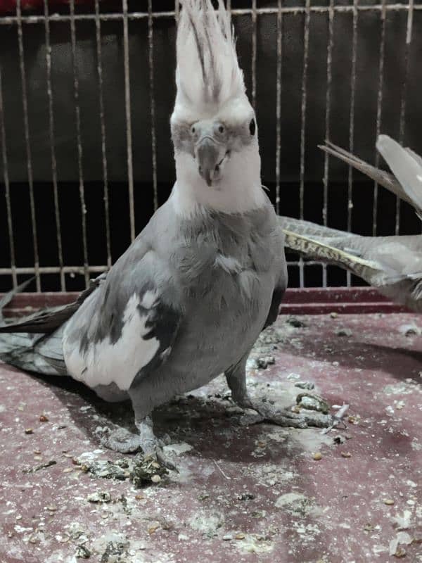 cockatiel pair in good condition beautiful 2