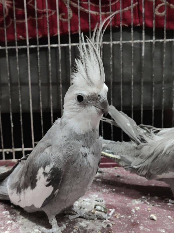 cockatiel pair in good condition beautiful 3