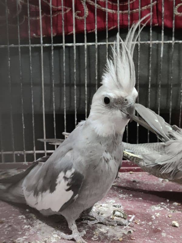 cockatiel pair in good condition beautiful 4