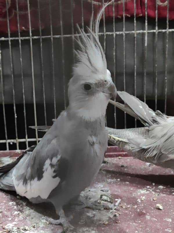 cockatiel pair in good condition beautiful 5