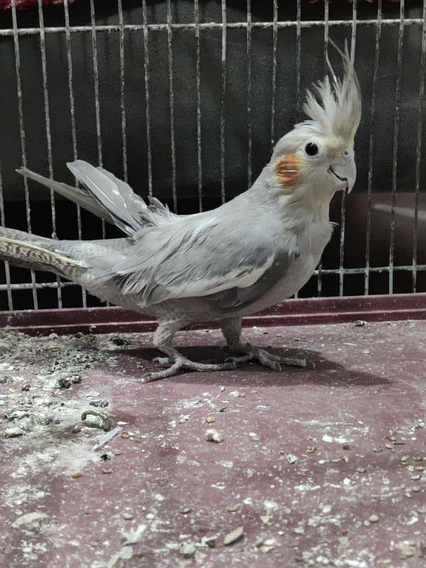 cockatiel pair in good condition beautiful 6