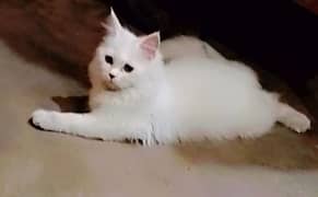 Persian kitten age 4 month