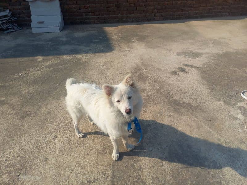 russian fully active dog for sale long hair WhatsApp 03276530127 0