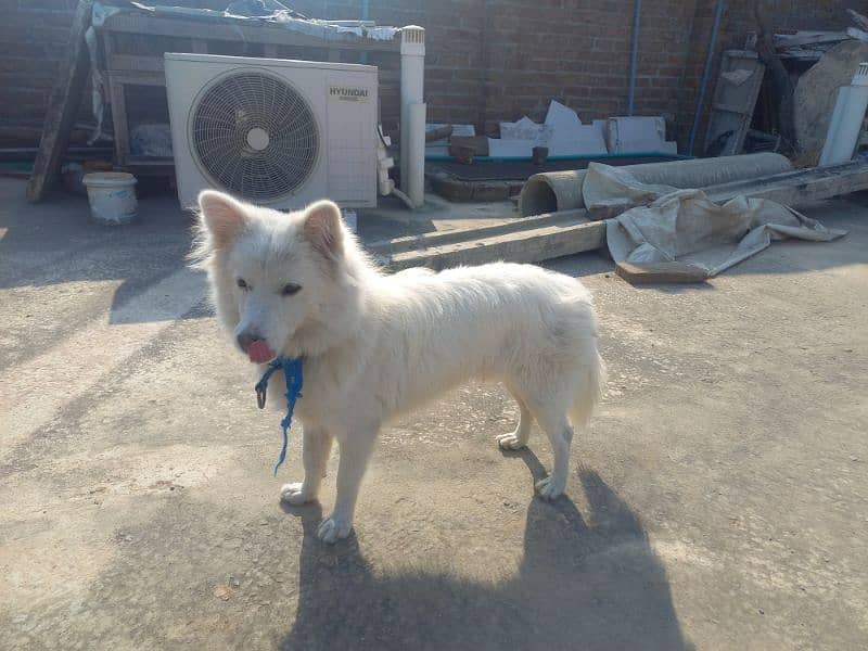 russian fully active dog for sale long hair WhatsApp 03276530127 1