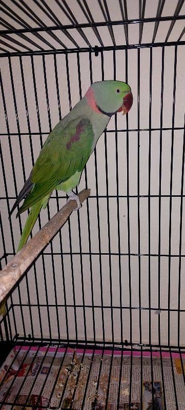 Raw Parrot/ Raa Parrot Breeder Pair 0