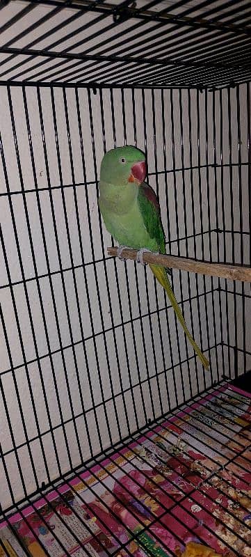 Raw Parrot/ Raa Parrot Breeder Pair 1