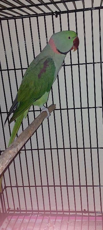 Raw Parrot/ Raa Parrot Breeder Pair 2