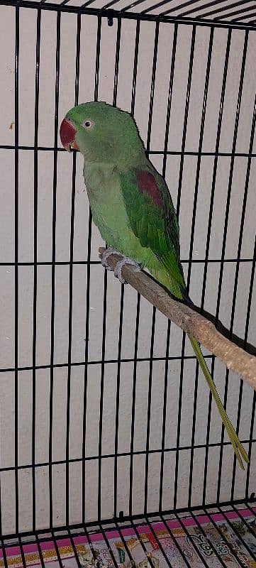 Raw Parrot/ Raa Parrot Breeder Pair 3