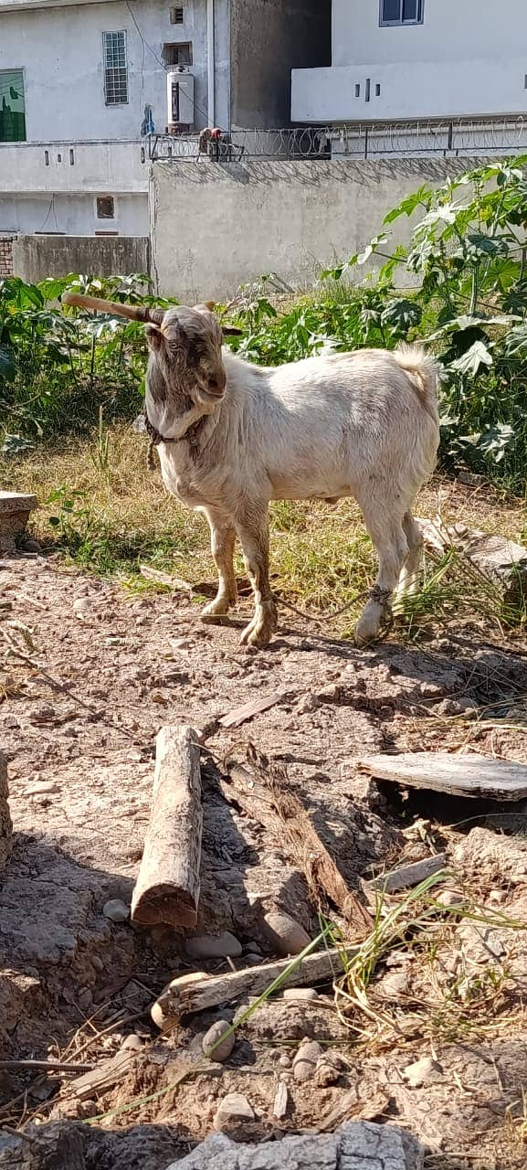 bakra | tedda bakra | Lakha Kajla | Kajla | goat | Chatra for sale 0