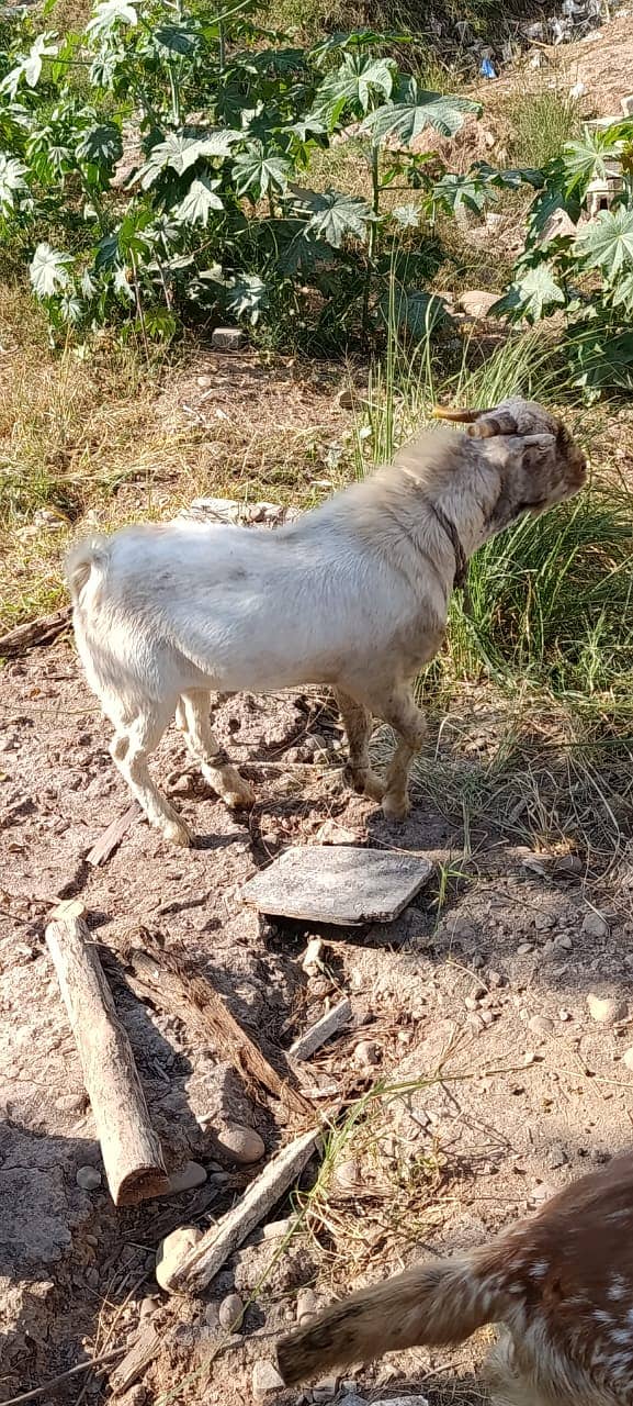 bakra | tedda bakra | Lakha Kajla | Kajla | goat | Chatra for sale 1