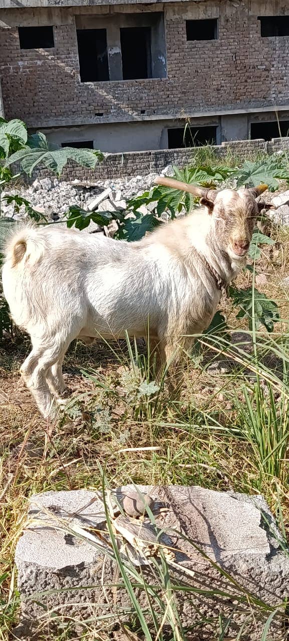 bakra | tedda bakra | Lakha Kajla | Kajla | goat | Chatra for sale 2