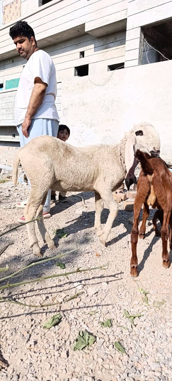 bakra | tedda bakra | Lakha Kajla | Kajla | goat | Chatra for sale 3