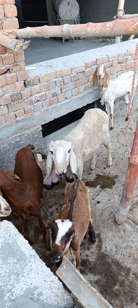 bakra | tedda bakra | Lakha Kajla | Kajla | goat | Chatra for sale 4