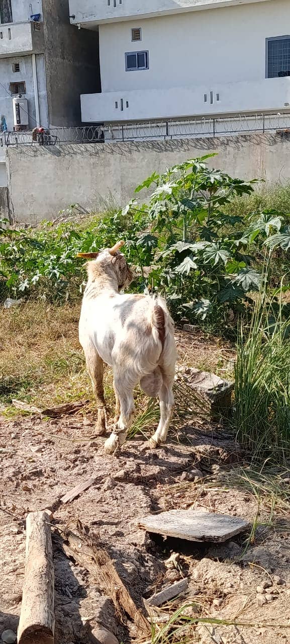 bakra | tedda bakra | Lakha Kajla | Kajla | goat | Chatra for sale 6