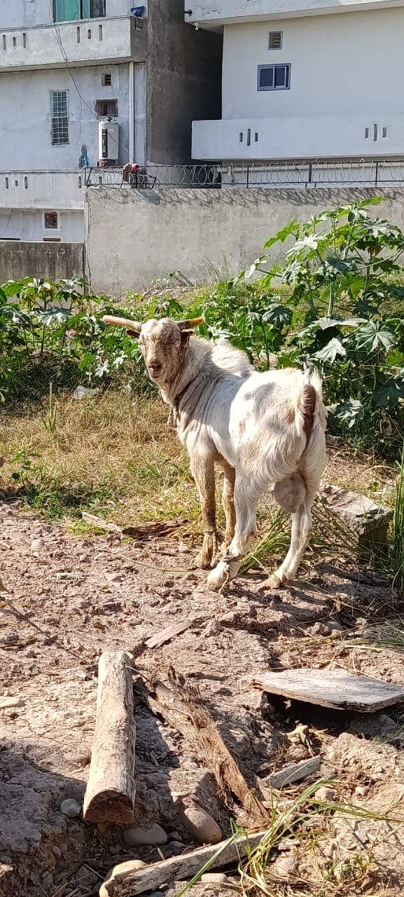 bakra | tedda bakra | Lakha Kajla | Kajla | goat | Chatra for sale 9