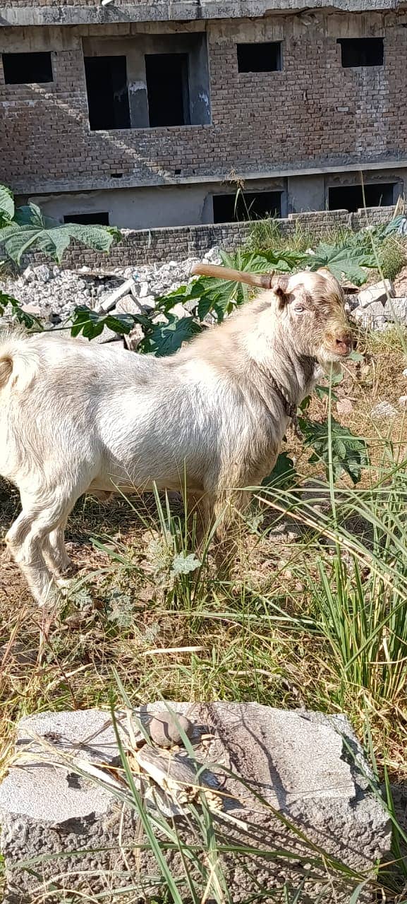 bakra | tedda bakra | Lakha Kajla | Kajla | goat | Chatra for sale 10