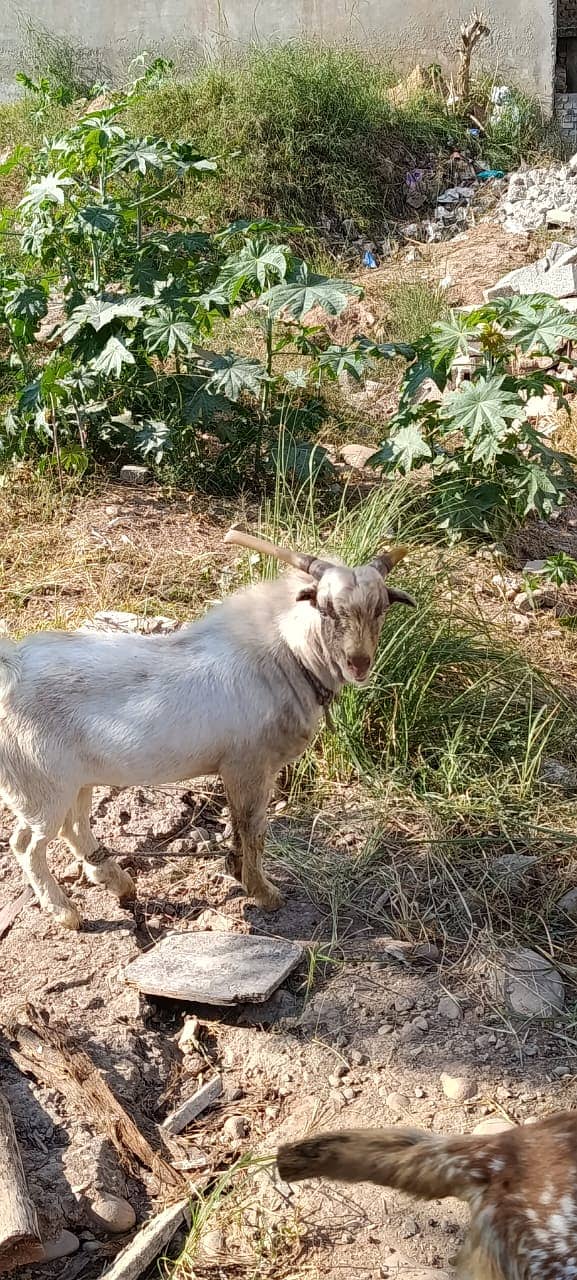 bakra | tedda bakra | Lakha Kajla | Kajla | goat | Chatra for sale 11