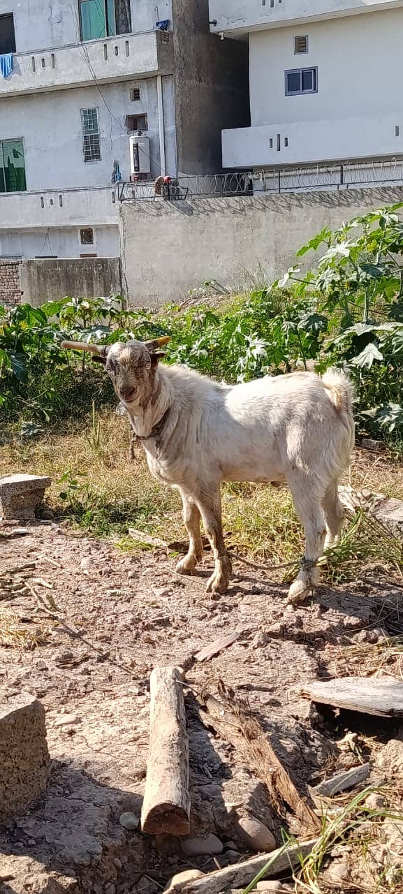 bakra | tedda bakra | Lakha Kajla | Kajla | goat | Chatra for sale 12