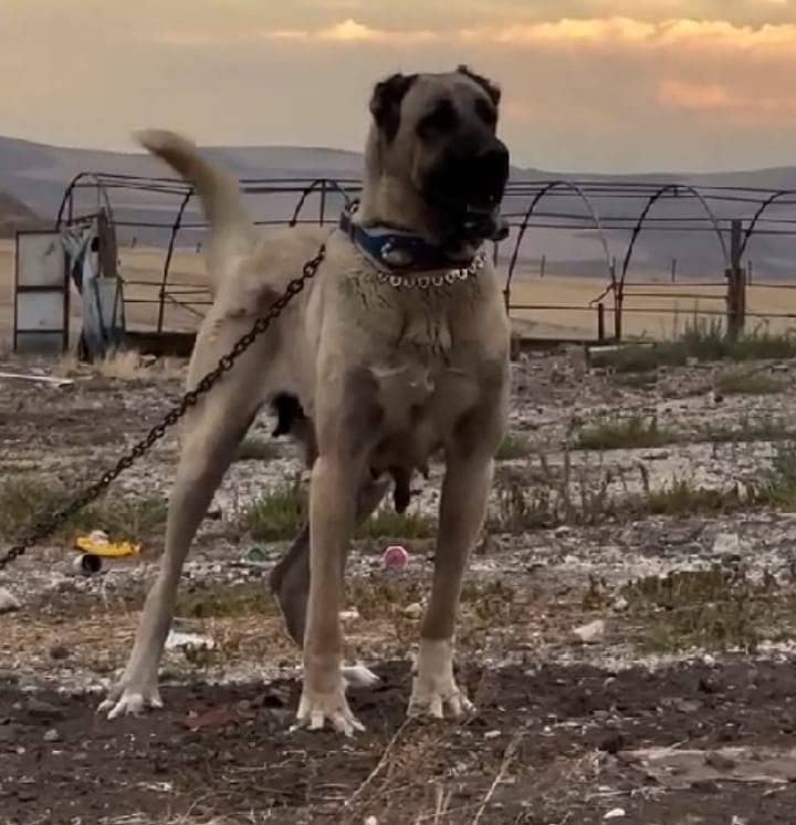 Kurdish Kangal dog pair | Kurdish Kangal Sequrity dog 1