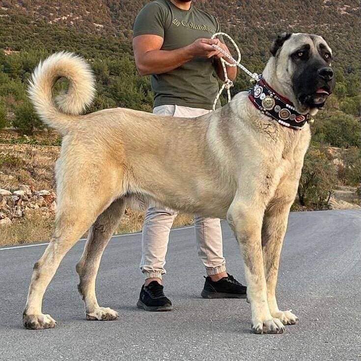 Kurdish Kangal dog pair | Kurdish Kangal Sequrity dog 2