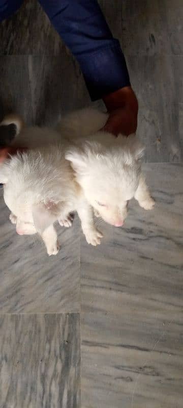 Russian puppies for sale 2