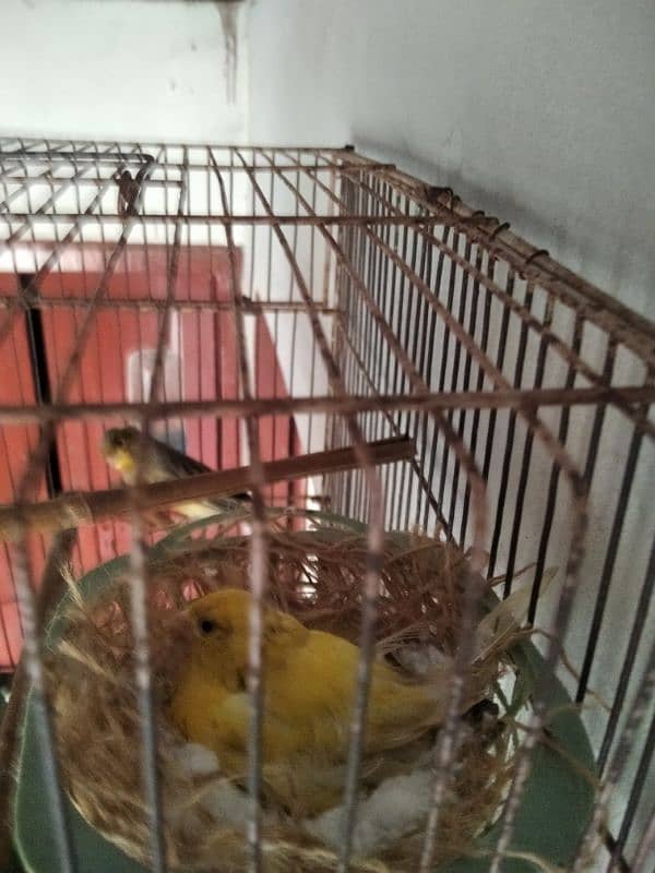 canary pair 1