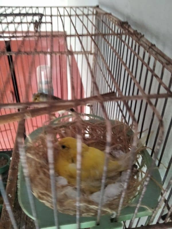 canary pair 2