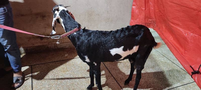 beetal bakri for sale 4