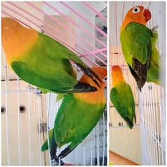 Opaline /Blue x Opaline / Blue breeder pair