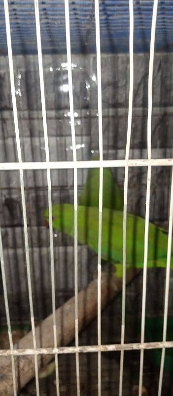 green ring neck parrot 0