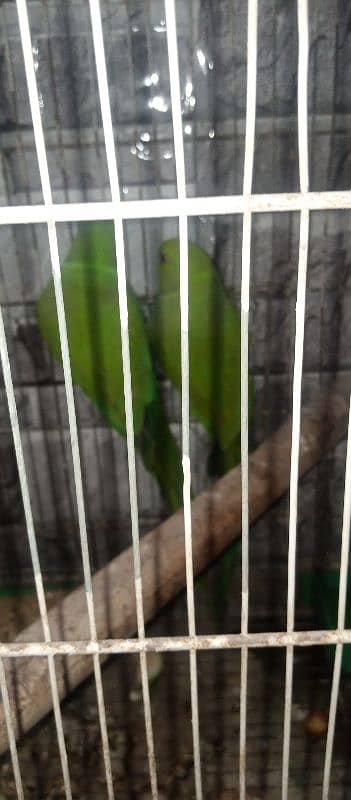 green ring neck parrot 3