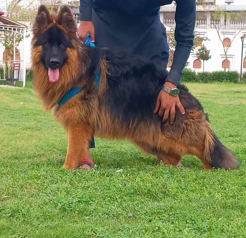 German Shepherd Dog | German Shepherd Dog For Sale 1