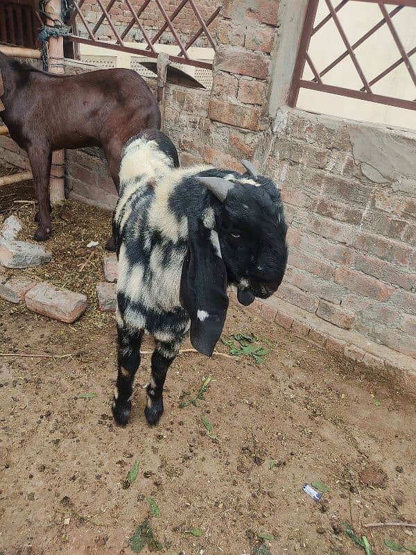 Bakra Qurbani 2025 9