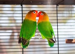 Love Birds breeder Pair For Sale Split blue