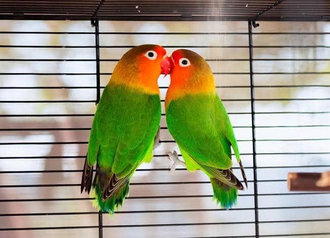 Love Birds breeder Pair For Sale Split blue 0