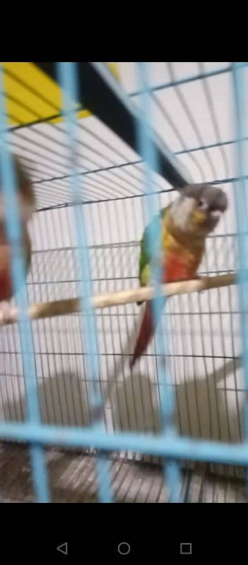 2 pair conures 1