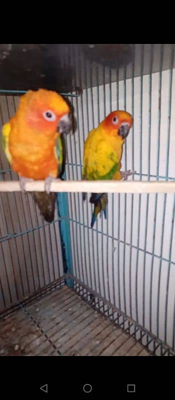 2 pair conures 2