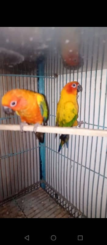 2 pair conures 3