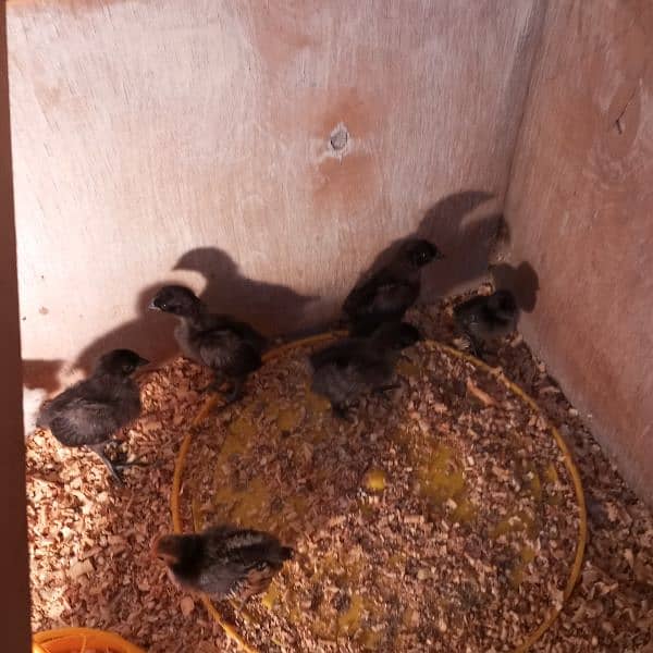 ayam cemani chicks 0