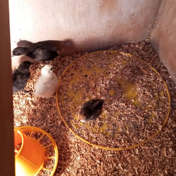 ayam cemani chicks 1