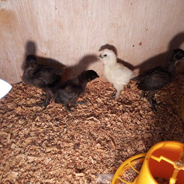 ayam cemani chicks 2