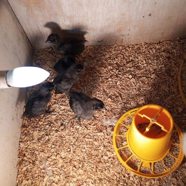 ayam cemani chicks 3