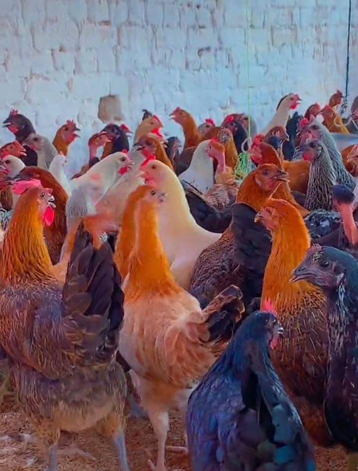 Golden Misri | Murghi | Hens |  Murgiya | مرغیاں | eggs laying hens 1