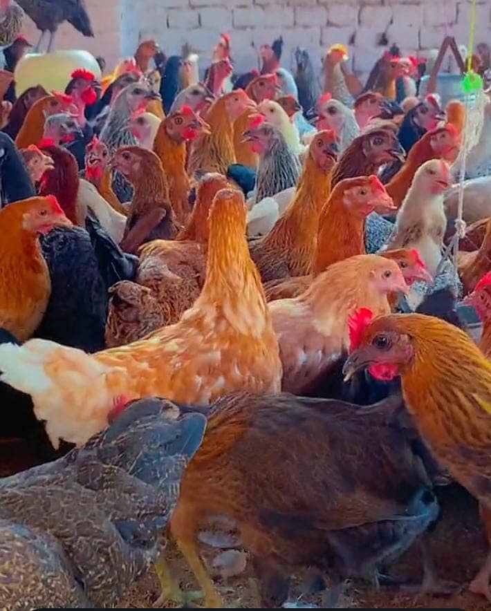 Golden Misri | Murghi | Hens |  Murgiya | مرغیاں | eggs laying hens 2