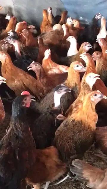 Golden Misri | Murghi | Hens |  Murgiya | مرغیاں | eggs laying hens 3