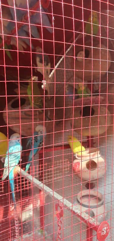 Australian parrot with cage 1