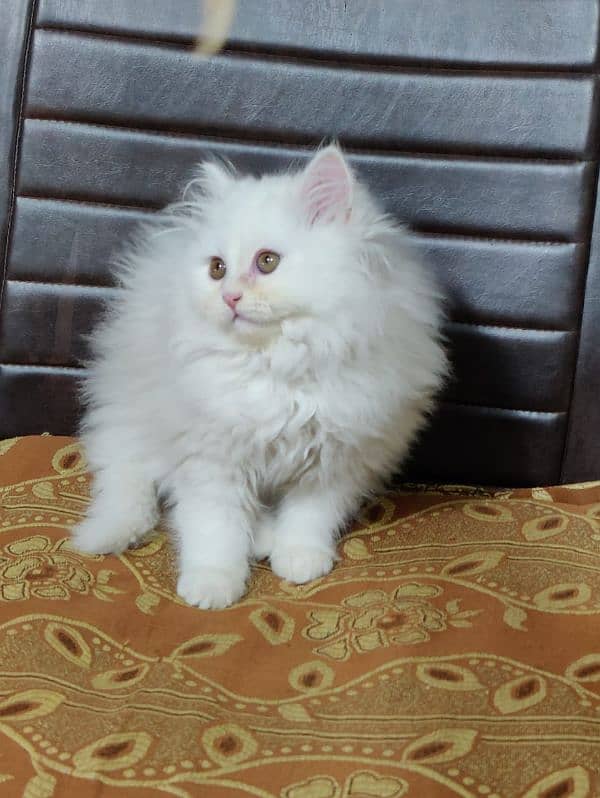 extra ordinary Persian quality kittens up for sale COD available 4