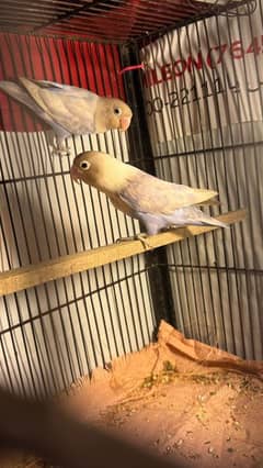 blue pestal love birds_bluepestal breder pair